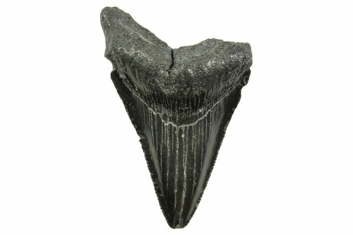 Serrated, Juvenile Megalodon Tooth - South Carolina #375952